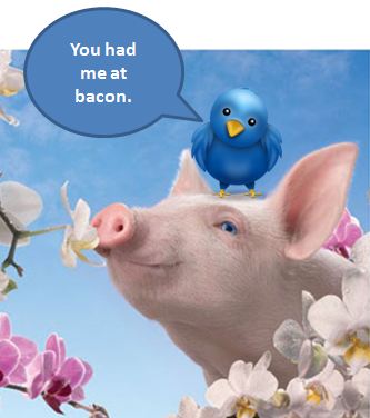 Twitter bird and pig