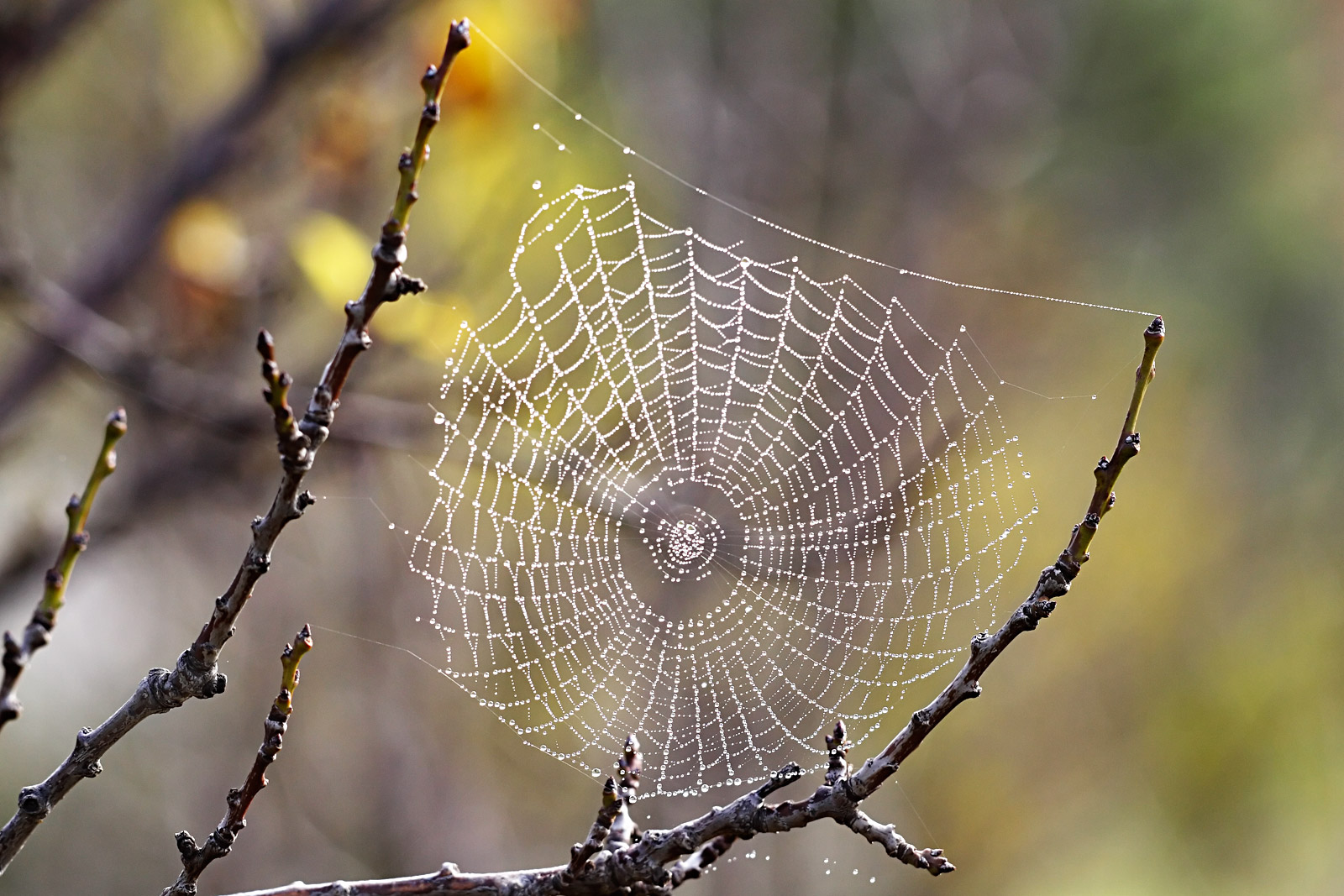 spider_web_with_dew_drops03