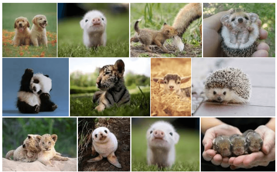 progress anxiety and baby animals