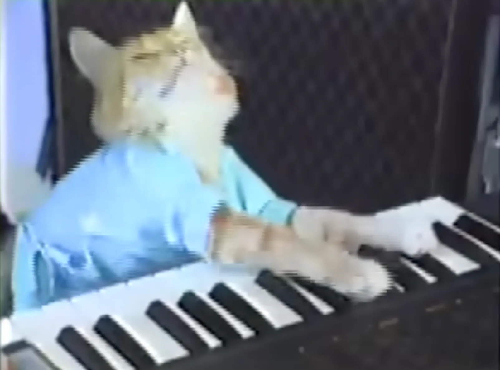 keyboard cat